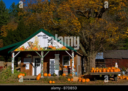 Bauernhof Verkauf Kürbisse Waitsfield Vermont Stockfoto