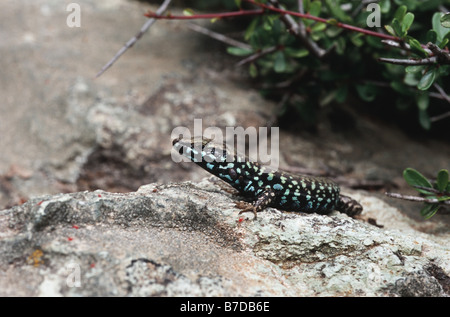 Milos-Mauereidechse (Podarcis Milensis), Männlich, Griechenland, Milos Stockfoto