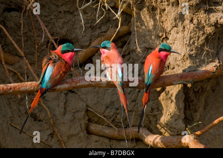 Südlichen Carmine Bienenfresser thront auf einem Ast in der Okavango Panhandle, Botswana Stockfoto