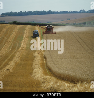 1980er Jahre Deutz Fahr kombinieren Ernte reif Weizenernte und entladen um Anhänger Stockfoto