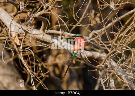 Südlichen Carmine Bienenfresser thront auf einem Ast in der Okavango Panhandle, Botswana Stockfoto