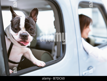 Hund auf Rückseite überprüfen Stockfoto