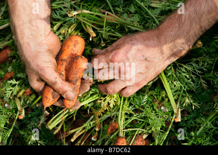 Hände, die Karotten zu ernten Stockfoto