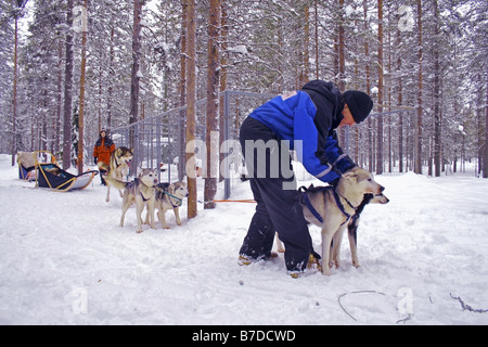 Siberian Husky (Canis Lupus F. Familiaris), husky-Farm bei Kuusamo Safaris zu besuchen. Joch, Finnland, Kuusamo Stockfoto