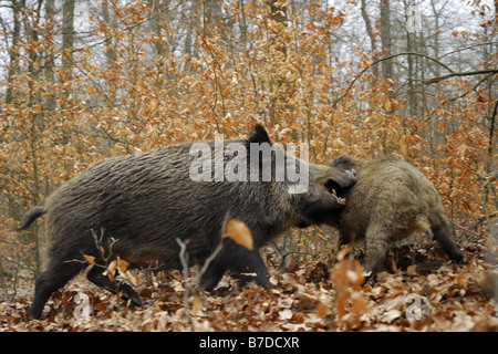 Wildschwein, Schwein, Wildschwein (Sus Scrofa), Weibchen kämpfen, Deutschland, Nordrhein-Westfalen Stockfoto