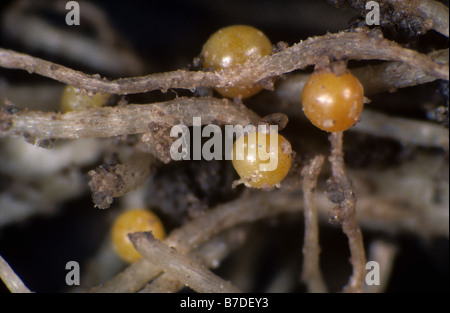 Goldene Kartoffel Zyste nematode Globodera rostochiensis alten Zysten auf einer Kartoffel root Stockfoto