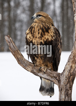 Ganzkörper-Schuss von Rough – Dreibein Hawk (Falconiformes) thront auf einem kahlen Ast in einer Winterlandschaft. Stockfoto