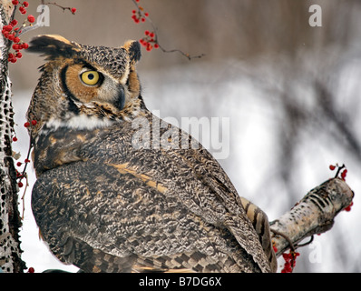 Große gehörnte Eule mit Kopf gedreht, mit Blick auf den Rücken. Stockfoto