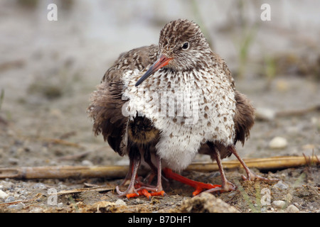 gemeinsamen Rotschenkel (Tringa Totanus), halten warm jung, Austria, Neusiedler See Stockfoto