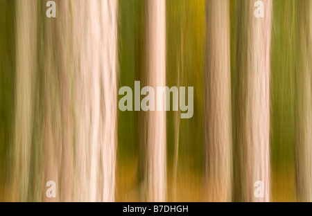 Stämme der Bäume zu abstrahieren, Cairngorms-Nationalpark, Hochland, Schottland, UK Stockfoto