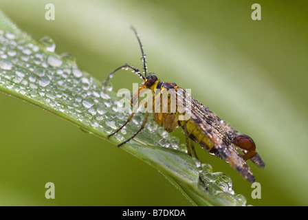 gemeinsame Scorpionfly (Panorpa Communis), mit Tautropfen, sitzen auf Rasen Klinge, Deutschland, Saarland Stockfoto