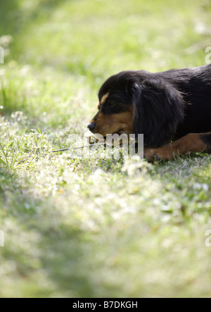 Wiener Hund (schwarz) Stockfoto