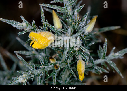 Nahaufnahme von der gemeinsamen Ginster, seine gelbe Blume und grünen stacheligen Blättern und Frost bedeckt. Stockfoto