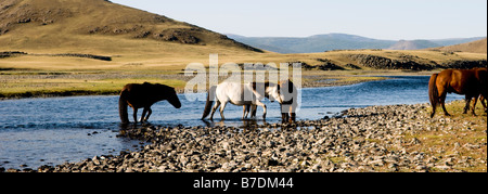 Schöne Pferde durchstreifen die weiten Wiesen Stockfoto