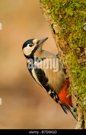 Buntspecht Dendrocopos große männlich Stockfoto