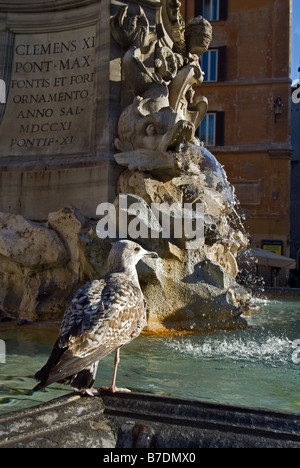 Brunnen im Quadrat des Pantheon in Rom mit Möwe Stockfoto