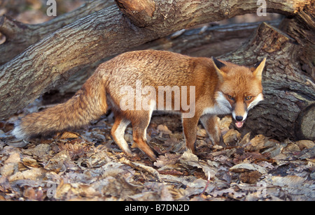 Rotfuchs Vulpes Vulpes in england Stockfoto