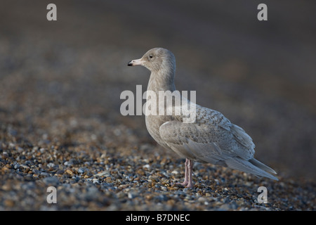 Glaucous Gull Larus hyperboreus Stockfoto