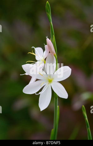 SCHIZOSTYLIS COCCINEA ROSA PRINZESSIN KAFFIR LILY Stockfoto