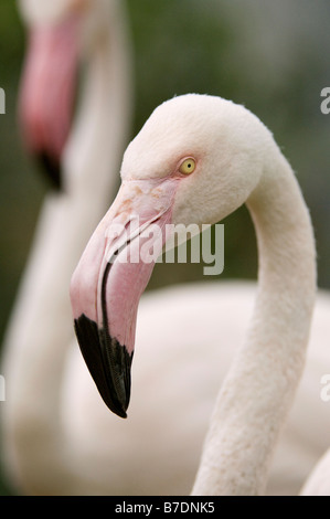 Flamingos-Südafrika Stockfoto