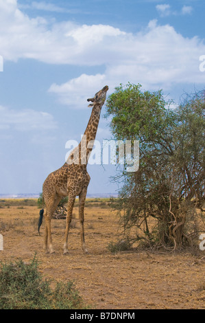 Giraffe und ein Baum-Amboseli-Kenia Stockfoto