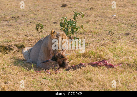 Lion Essen Gnus Amboseli Nationalpark Kenia Stockfoto