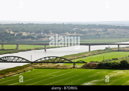 Reisfelder in den Ufern des Flusses Sado Alcacer Sal Alentejo Portugal Stockfoto