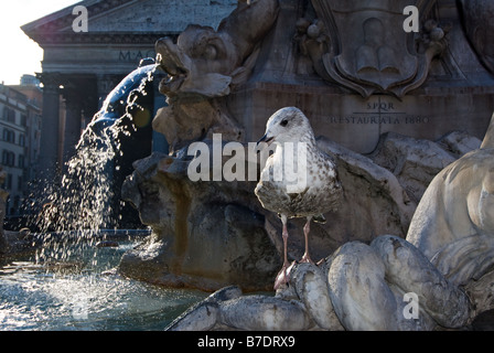 Brunnen im Quadrat des Pantheon in Rom mit Möwe Stockfoto