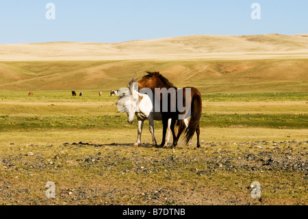 Schöne Pferde durchstreifen die weiten Wiesen Stockfoto