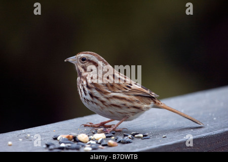 Singammer mit Vogelfutter Stockfoto