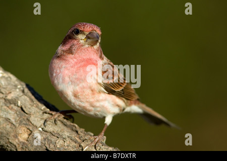 Haus Fink Carpodacus mexicanus Stockfoto