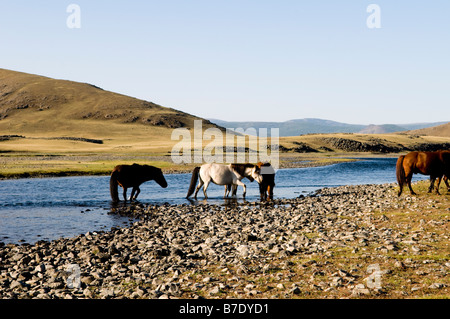 Mongolische Pferde trinken vom Fluss Orchon. Stockfoto