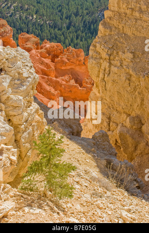 Einzigen Kiefer Bäumchen unter Steinen am Rand des Bryce Canyon National Park, Utah Stockfoto