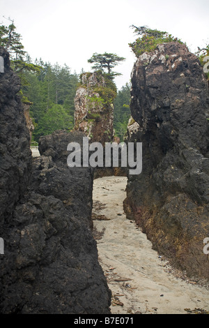 BRITISH COLUMBIA - Meer-Stacks am Strand von San Josef Bay in Cape Scott Provincial Park, nördlichen Spitze von Vancouver Island. Stockfoto