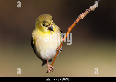 Amerikanische Stieglitz Zuchtjahr tristis Stockfoto