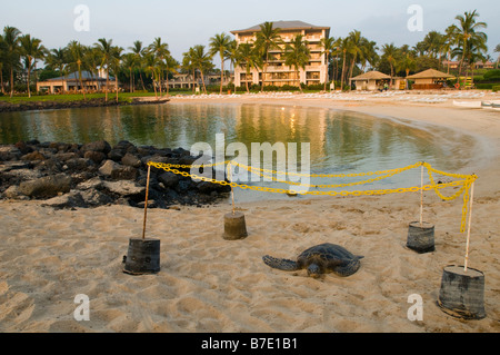 Sandy das Meer Schildkröte Sonnen am Strand vor dem Fairmont Orchid Hotel auf der Big Island, Hawaii. Stockfoto