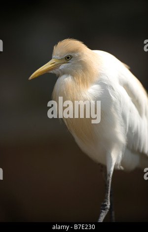 Kuhreiher Bubulcus ibis Stockfoto