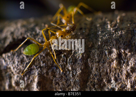 Grüner Baum Ameisen Oecophylla Smaragdina tragen Versorgung zurück zu ihrem nest Stockfoto