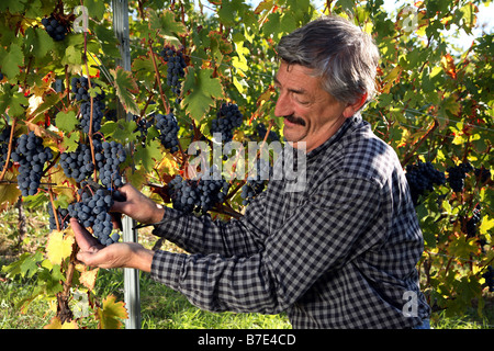 Augusto Zadra im Weingarten Gropello, Terza Sponda del Lago di Santa Giustina, Val di Non, Trentino Alto Adige, Italien Stockfoto