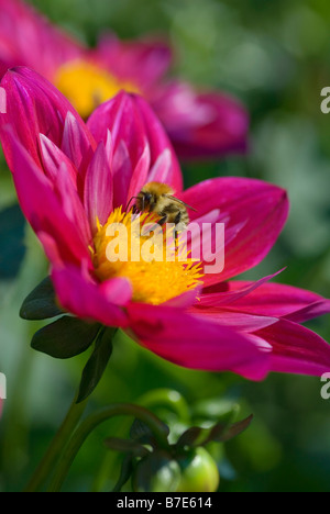 SCHARLACHROTE DAHLIE CLARE MIT BUFF TAILED BUMBLE BEE BOMBUS TERRESTRIS Stockfoto