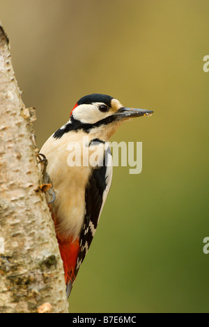 Buntspecht Dendrocopos große männlich Stockfoto