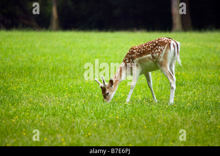 Damwild Reh Weiden Stockfoto