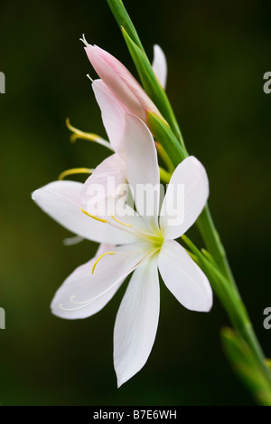 NAHAUFNAHME VON SCHIZOSTYLIS COCCINEA ROSA PRINZESSIN BLUME Stockfoto