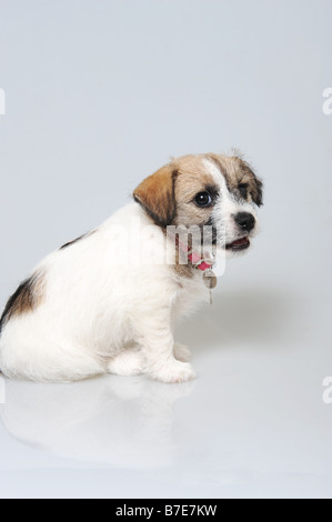 Ein zwei Monate altes Jack Russell Welpen Stockfoto