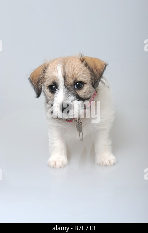 Ein zwei Monate altes Jack Russell Welpen Stockfoto