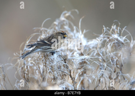 Gemeinsamen Redpoll Zuchtjahr Flammea mehlig Birkenzeisige Stockfoto