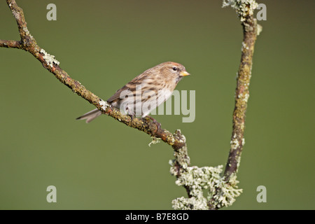 Gemeinsamen Redpoll thront auf Flechten bedeckt Zweig Stockfoto