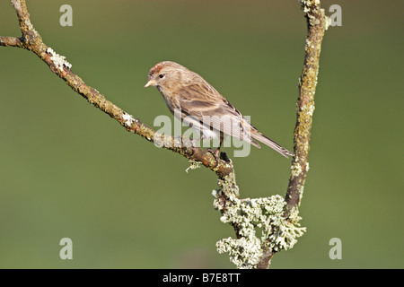 Gemeinsamen Redpoll thront auf Flechten bedeckt Zweig Stockfoto