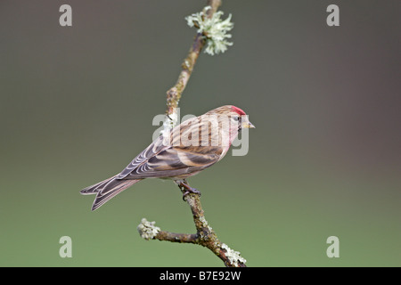 Gemeinsamen Redpoll thront auf Flechten bedeckt Zweig Zuchtjahr flammea Stockfoto