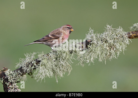 Gemeinsamen Redpoll thront auf Flechten bedeckt Zweig Stockfoto